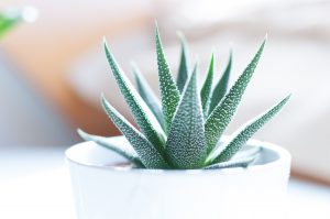 Aloe Plant Healthy Living in Colorado Easy Houseplants