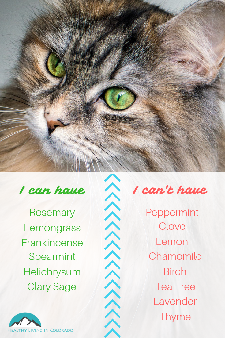 The Best Essential Oils That Are Safe for Dogs and Cats • Healthy