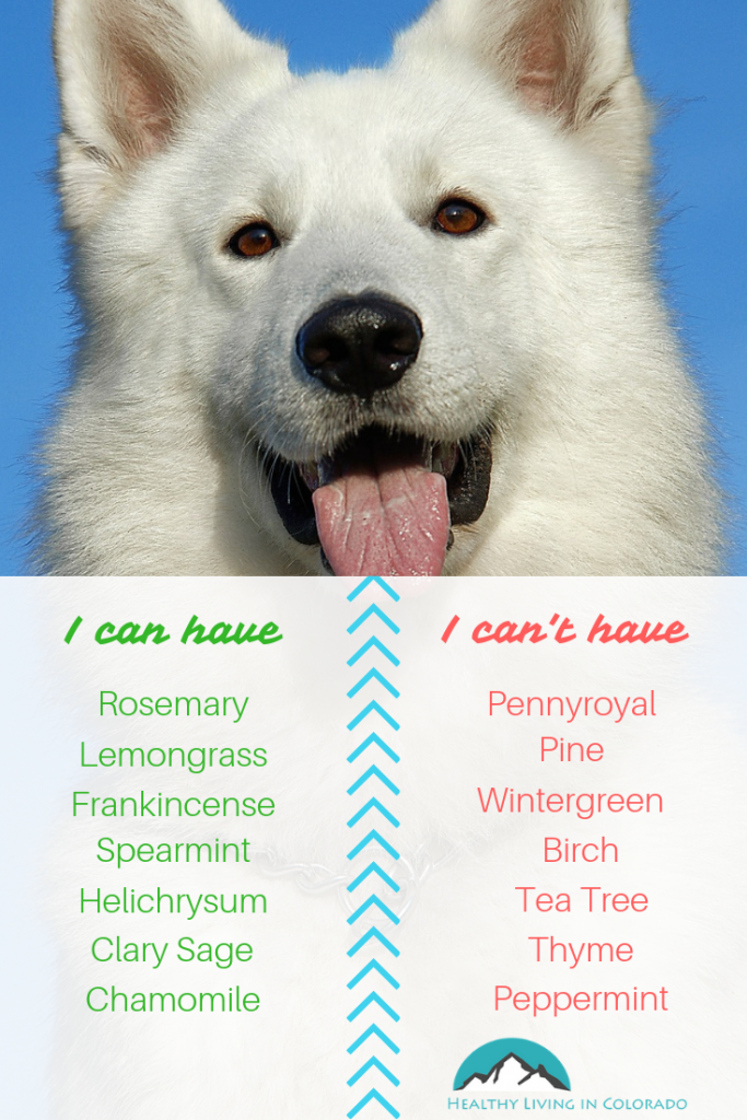 The Best Essential Oils That Are Safe for Dogs and Cats • Healthy