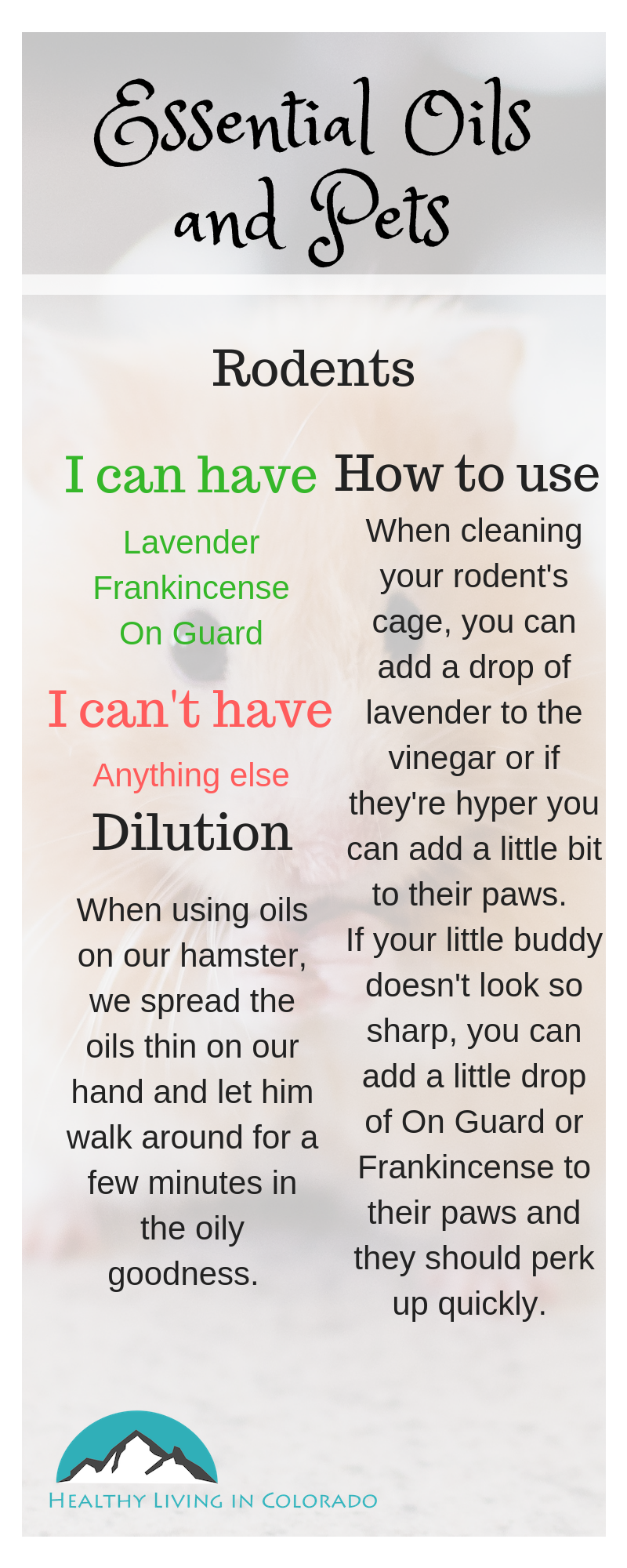 The Best Essential Oils That Are Safe for Dogs and Cats • Healthy