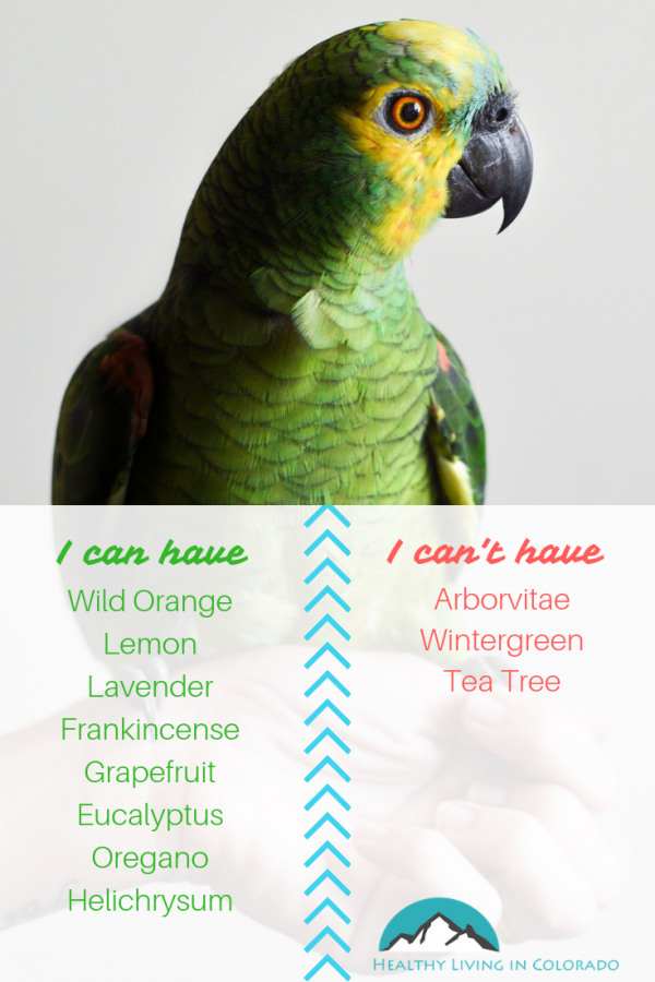 The Best Essential Oils That Are Safe for Pets (Part 2) • Healthy