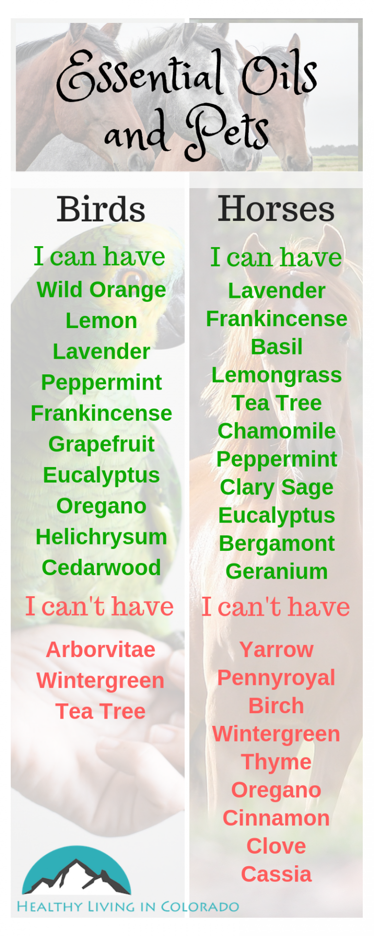 The Best Essential Oils That Are Safe for Pets (Part 2) • Healthy
