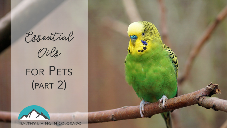 Essential Oils for Pets Part 2 Title Image - Healthy Living in Colorado