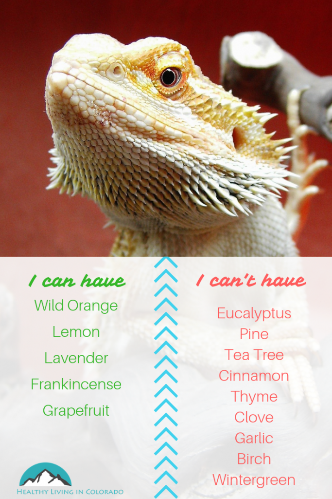 The Best Essential Oils That Are Safe for Pets (Part 2) • Healthy